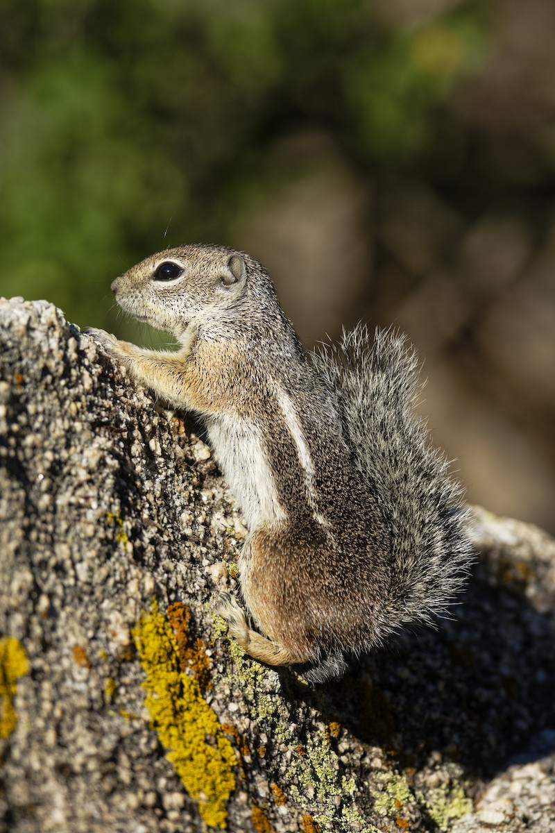 Harris' Antelope Squirrel - ML636435599