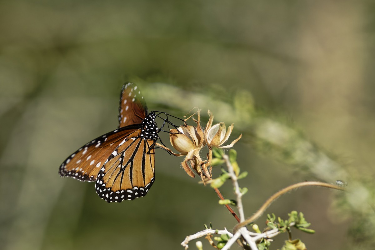 Insects - ML636435608