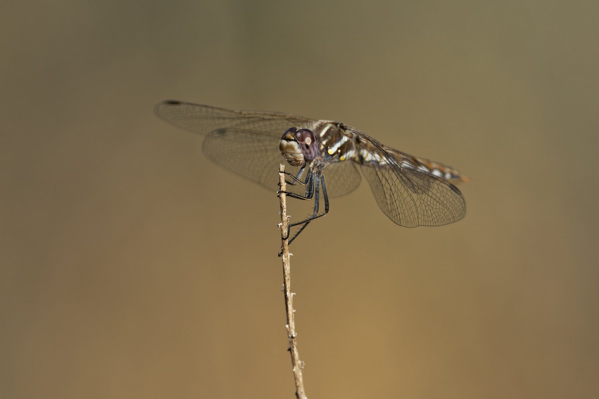 Insects - ML636435609