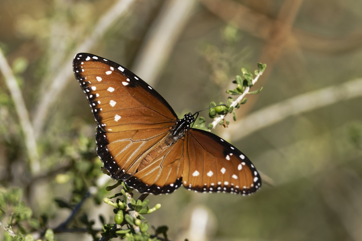 Insects - ML636435610