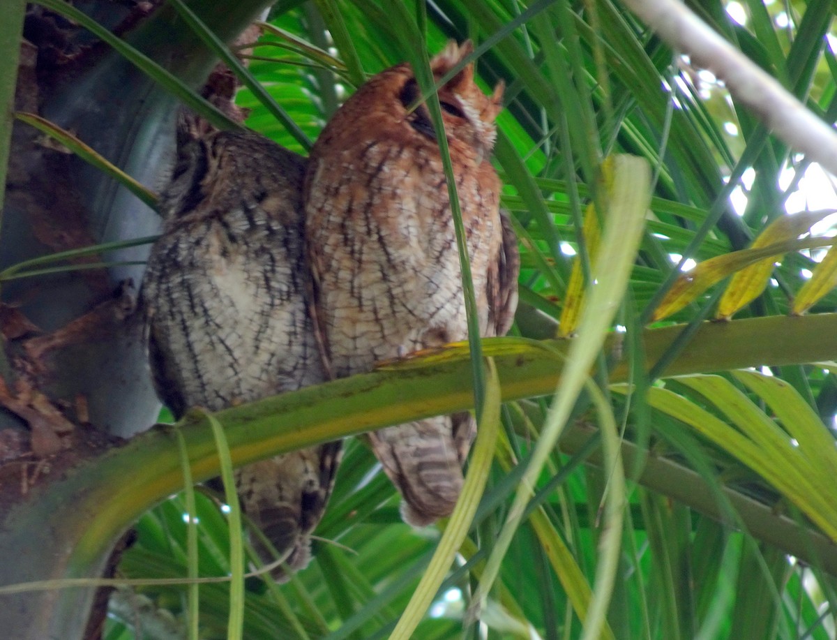 Long-tufted Screech-Owl - ML636435698