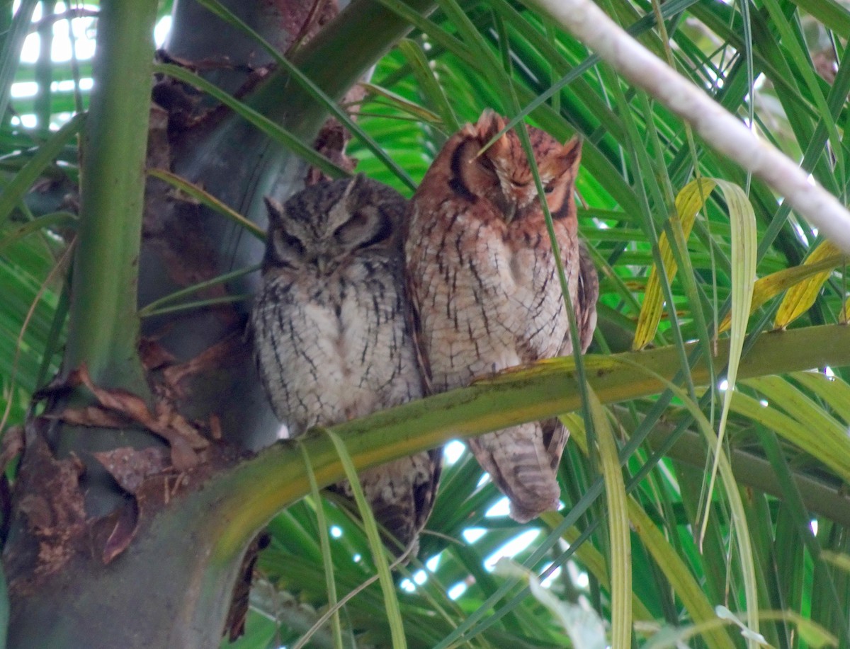 Long-tufted Screech-Owl - ML636435699
