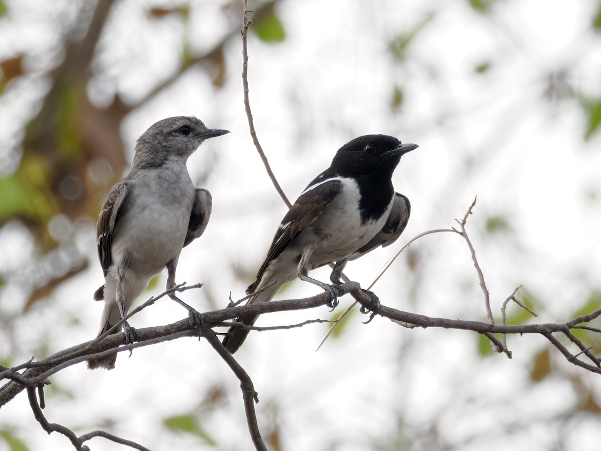 Hooded Robin - ML636435890