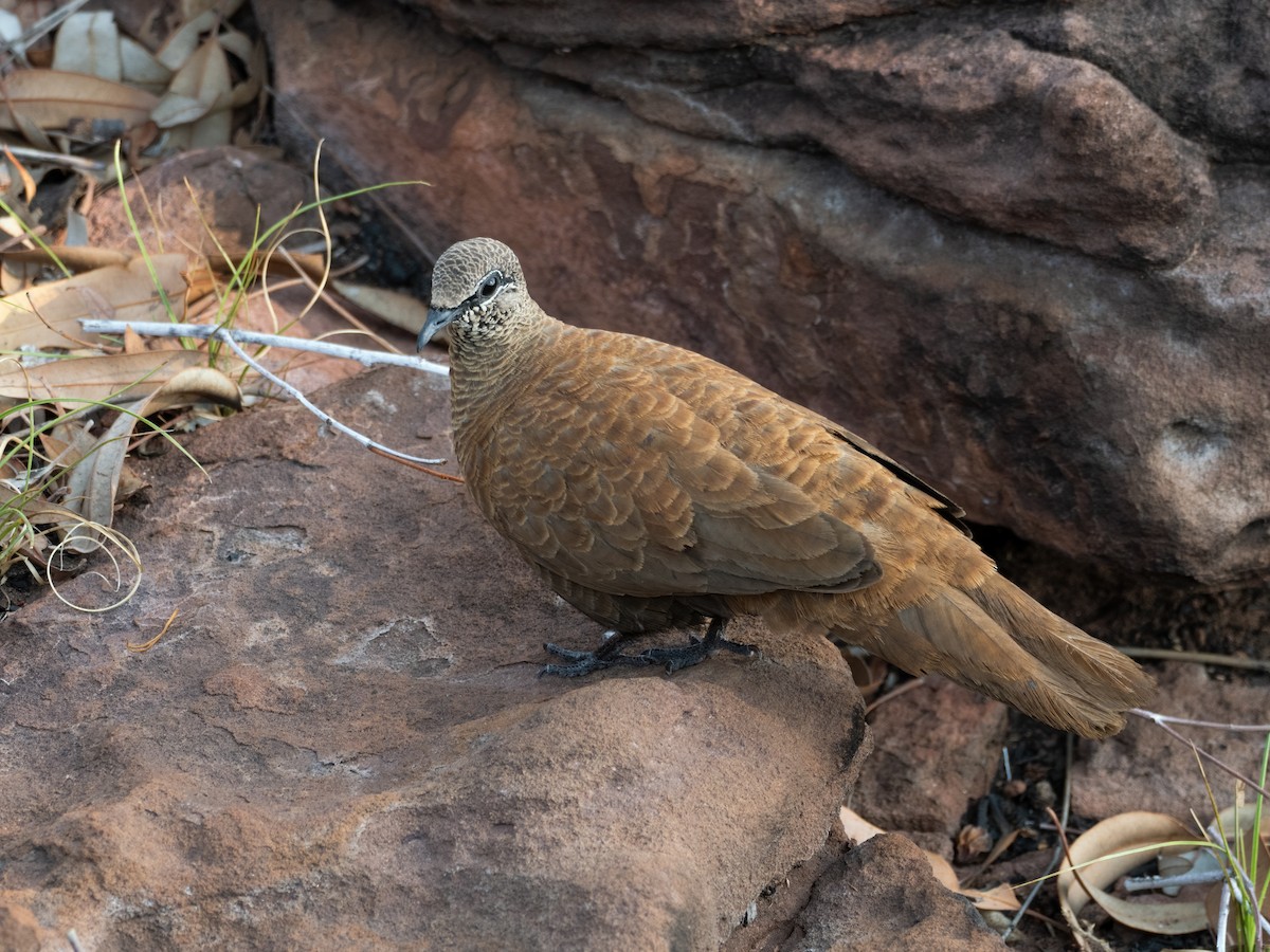 White-quilled Rock-Pigeon - ML636435957
