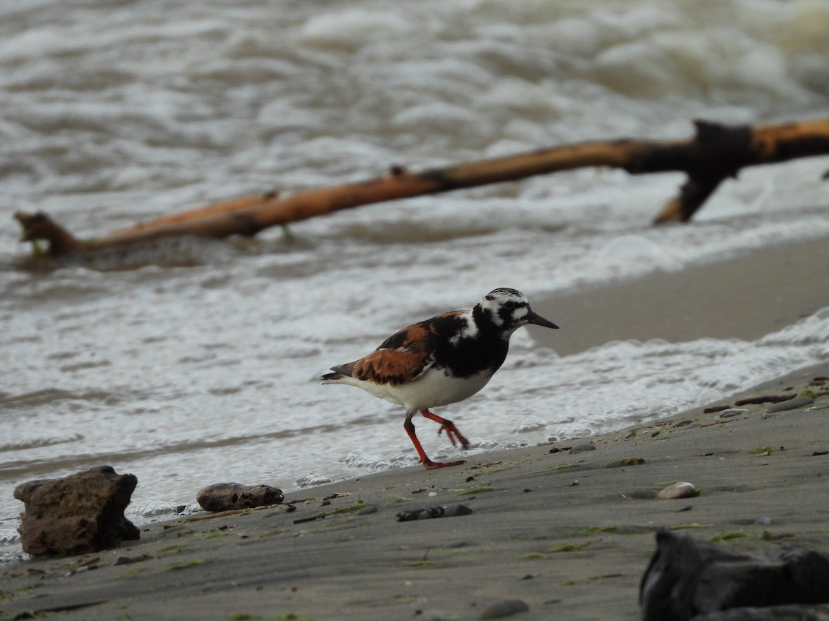 Ruddy Turnstone - ML636436026