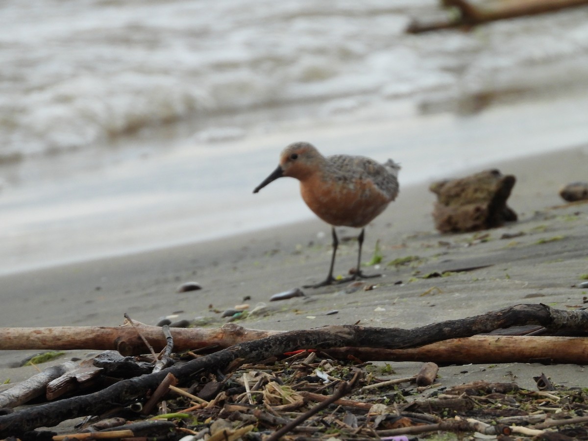 Red Knot - ML636436037