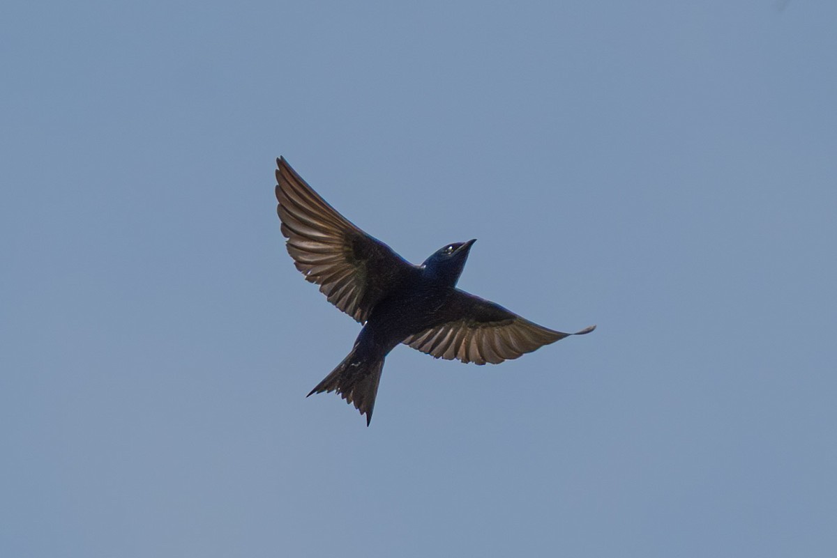 Purple Martin - ML636436055