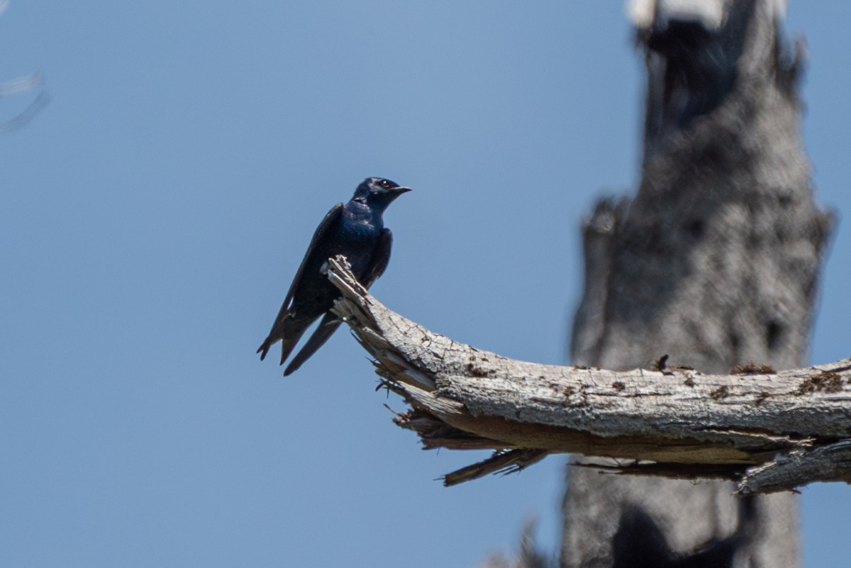 Purple Martin - ML636436058