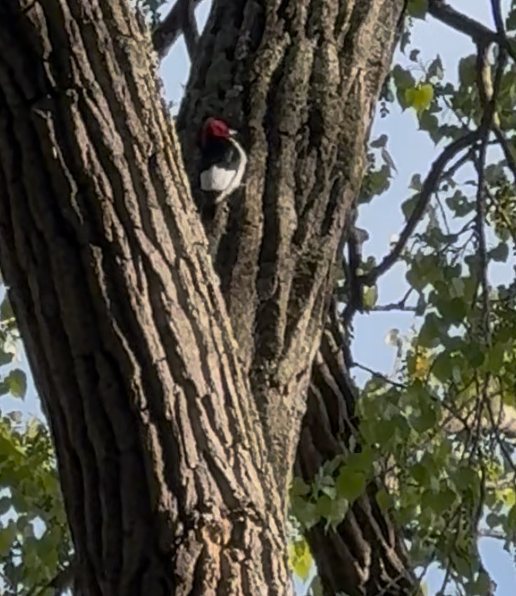 Red-headed Woodpecker - ML636436173