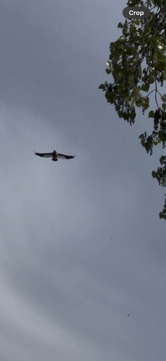 Red-headed Woodpecker - ML636436174