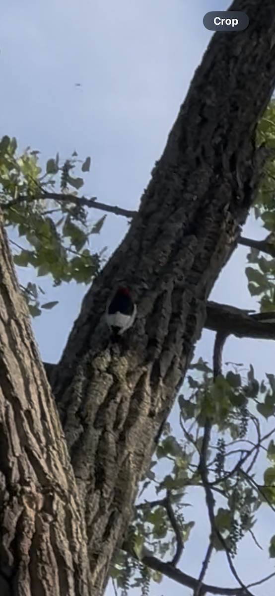 Red-headed Woodpecker - ML636436177