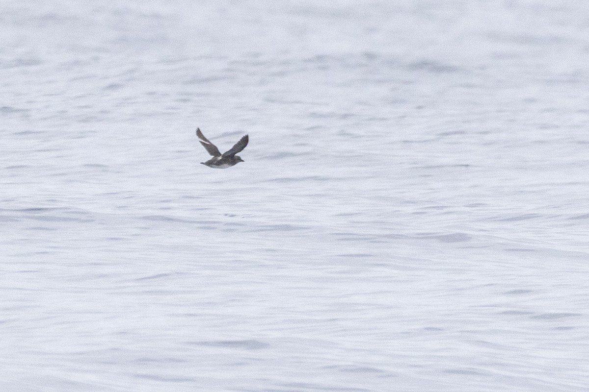 Cassin's Auklet - ML636436228