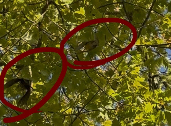 Yellow-throated Vireo - ML636436232