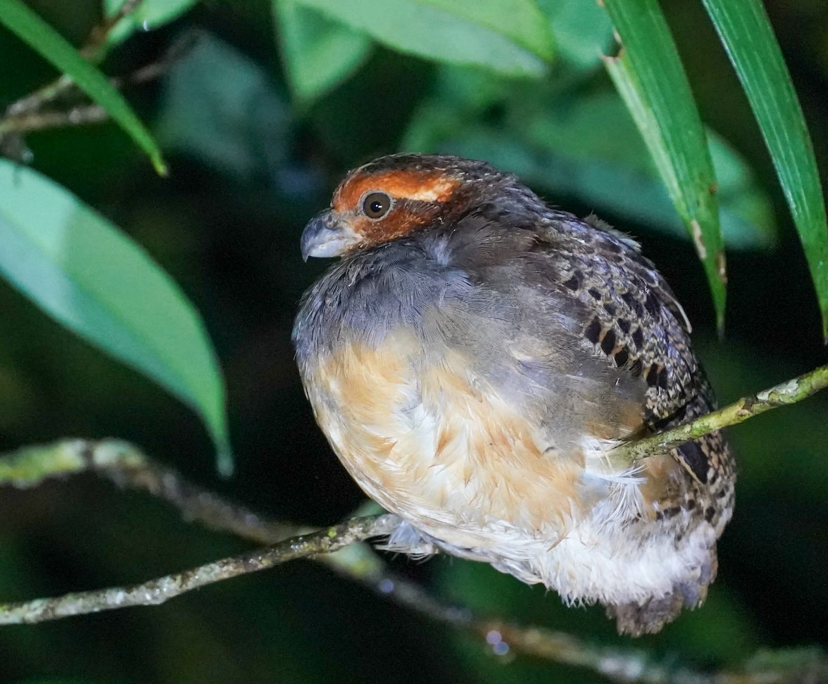 Tawny-faced Quail - ML636436266