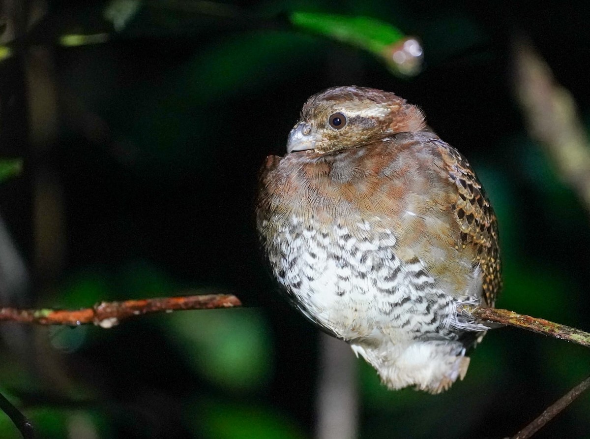 Tawny-faced Quail - ML636436268