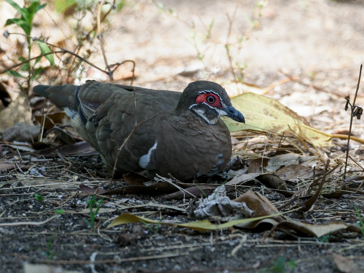 Partridge Pigeon (Red-faced) - ML636436331