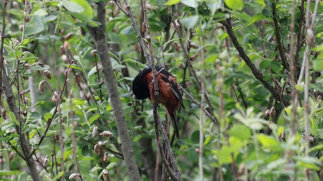 Orchard Oriole - ML636436456