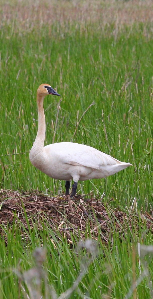 Trumpeter Swan - ML636436492