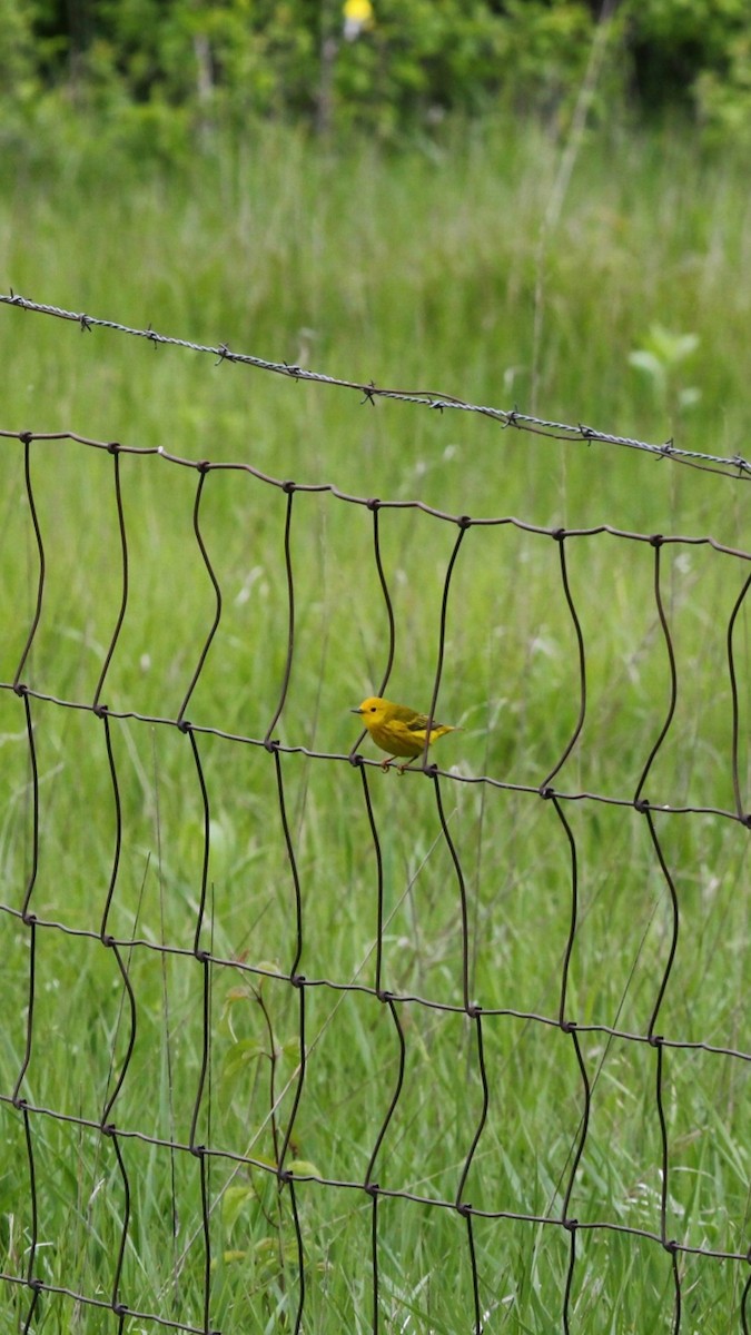 Yellow Warbler (Northern) - ML636436526