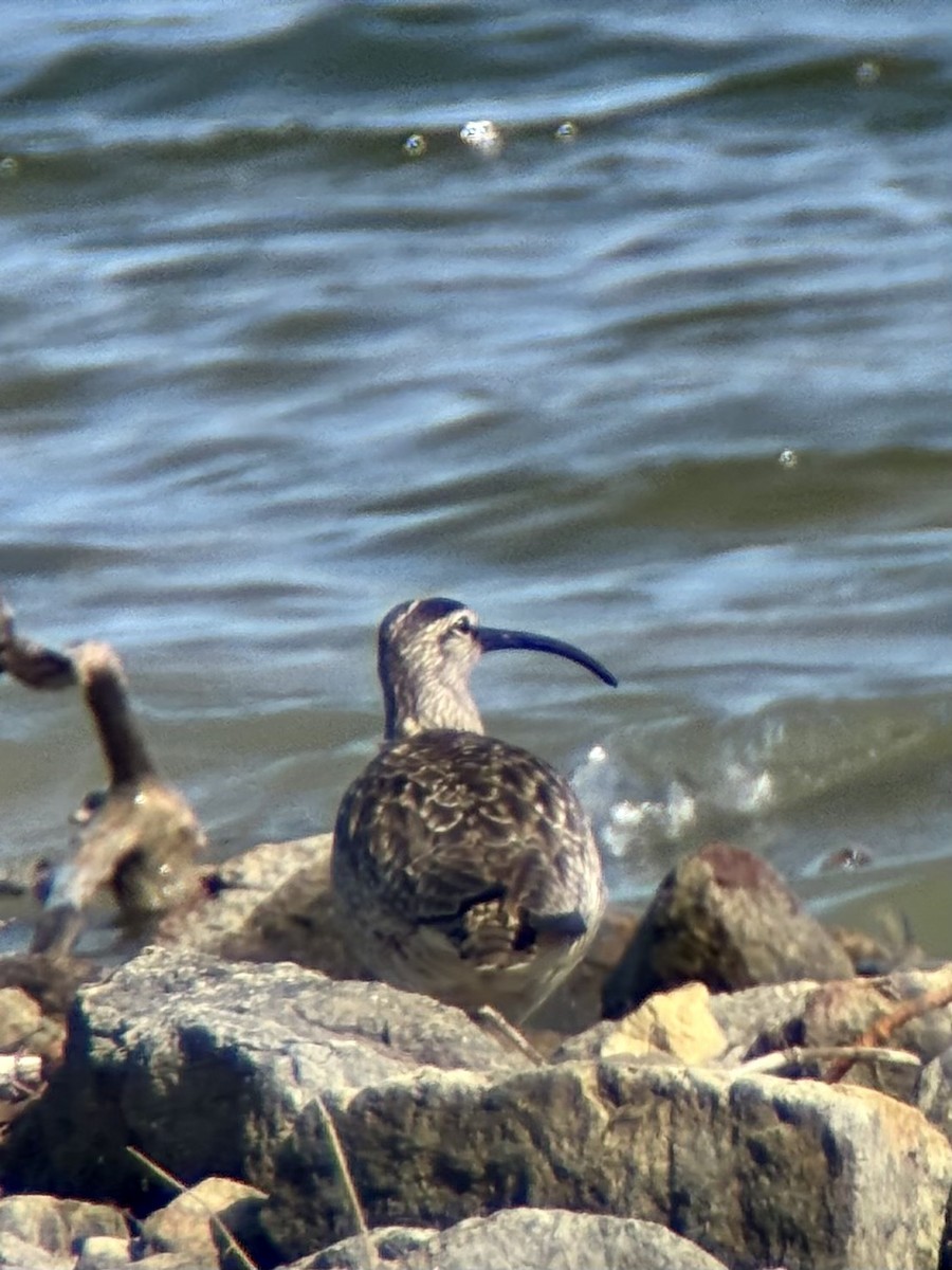 Whimbrel - ML636436542
