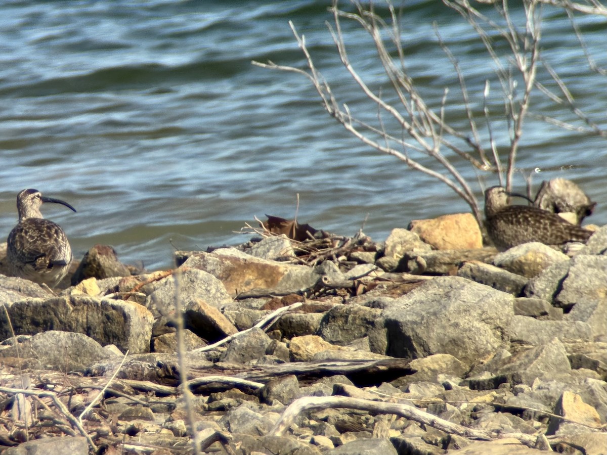 Whimbrel - ML636436563