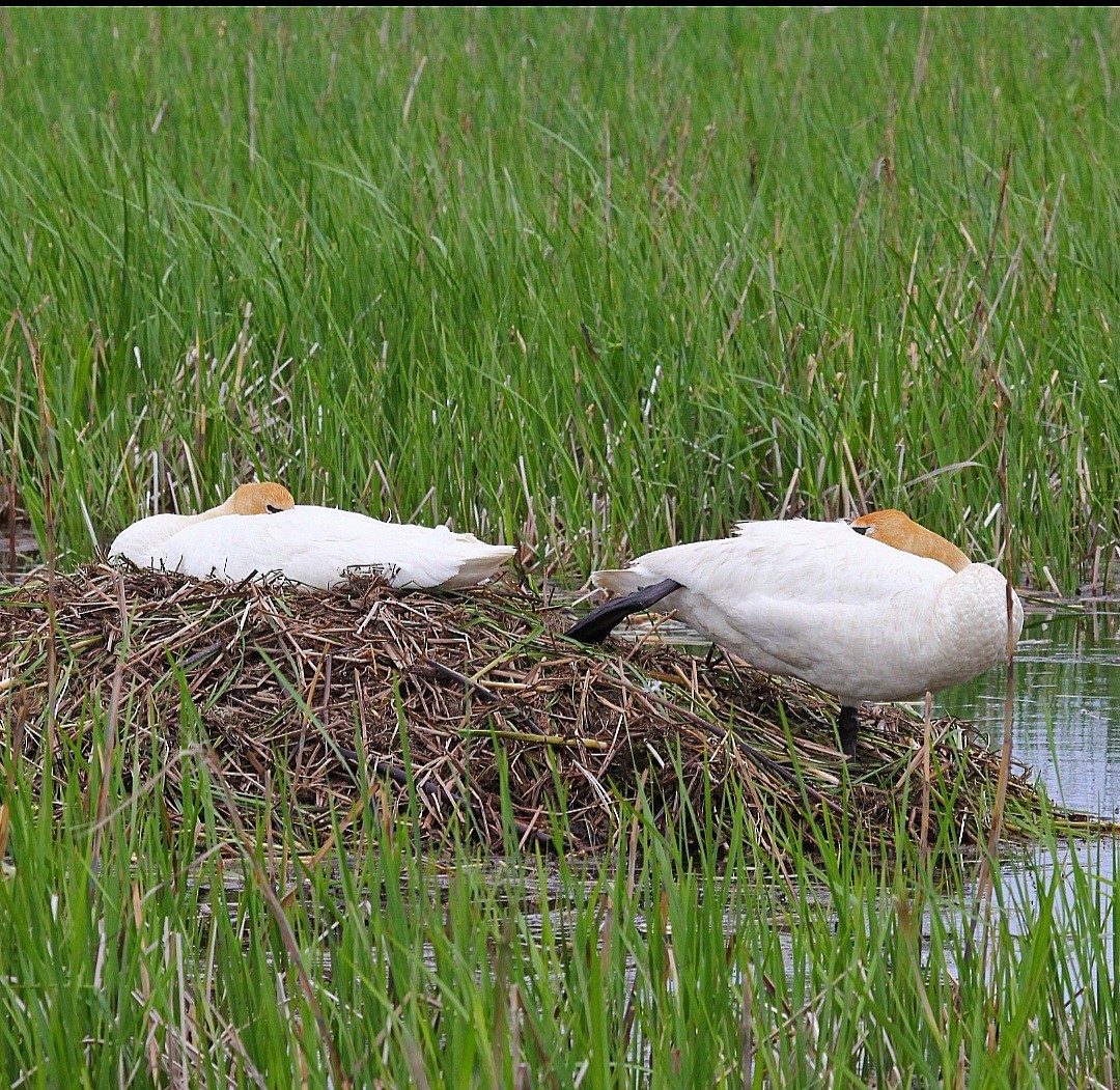 Trumpeter Swan - ML636436581