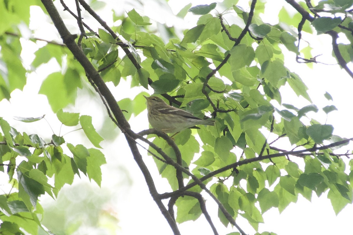 svarthetteparula - ML636436596