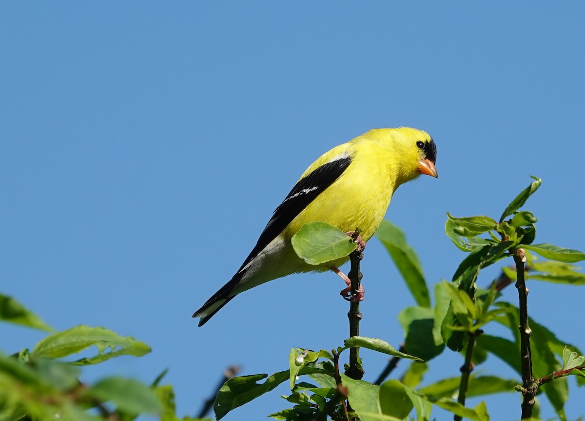 American Goldfinch - ML636436711