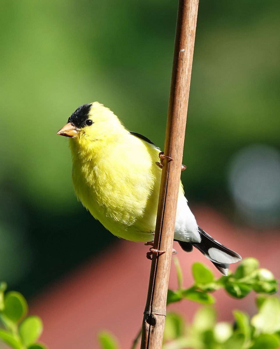 American Goldfinch - ML636436713