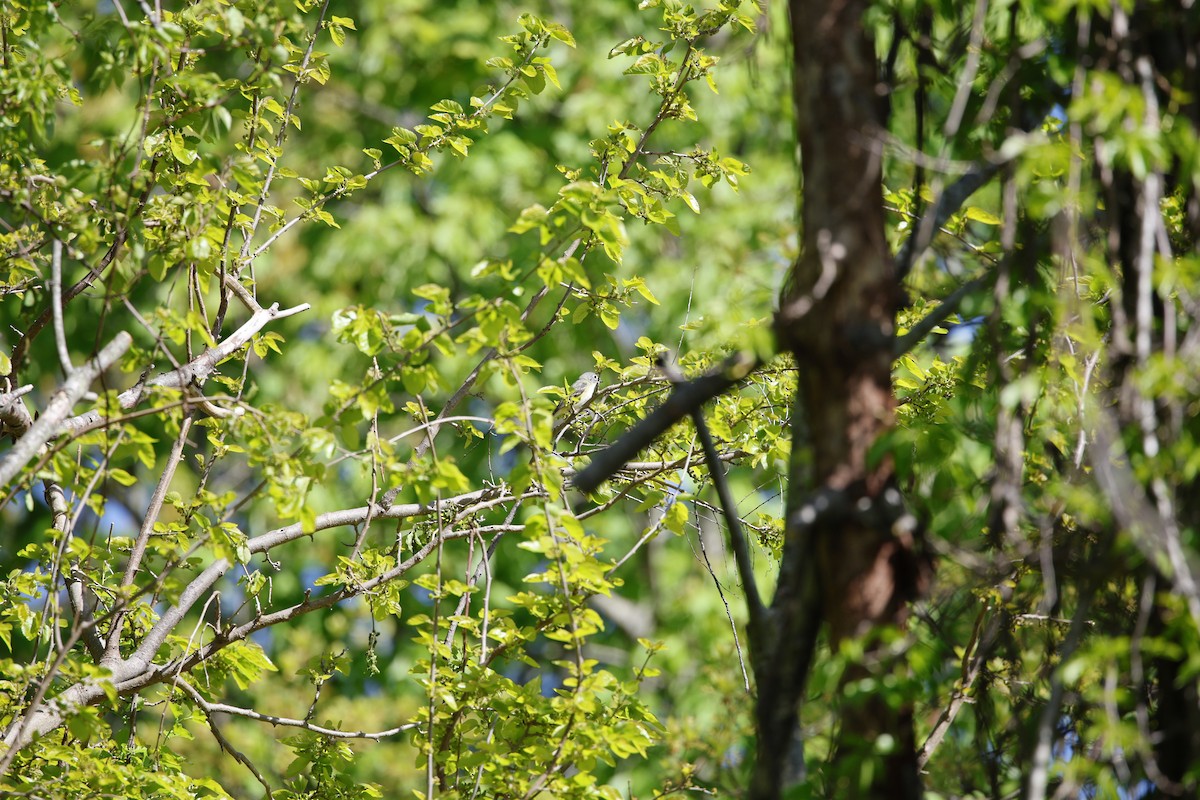 Blue-headed Vireo - ML636436736