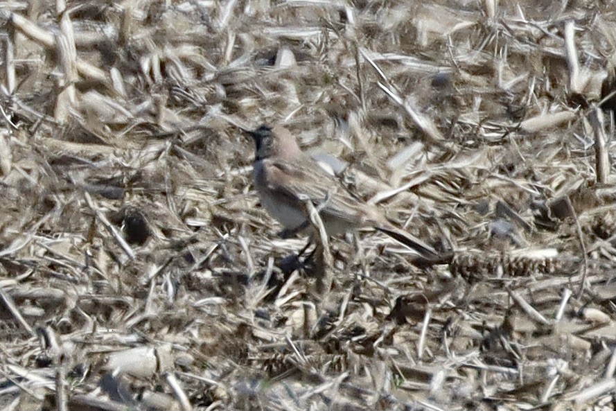 Horned Lark - ML636436737