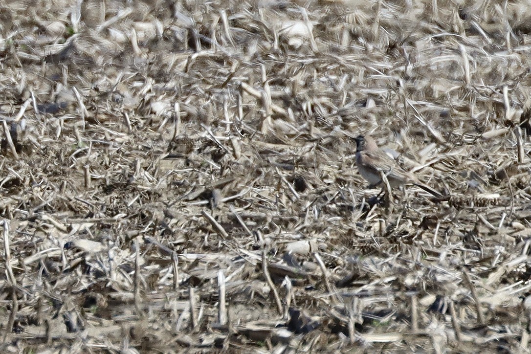Horned Lark - ML636436738
