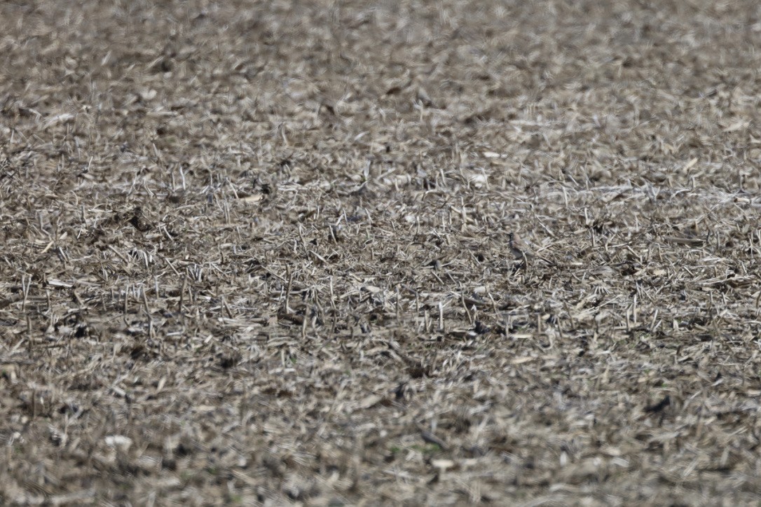 Horned Lark - ML636436739