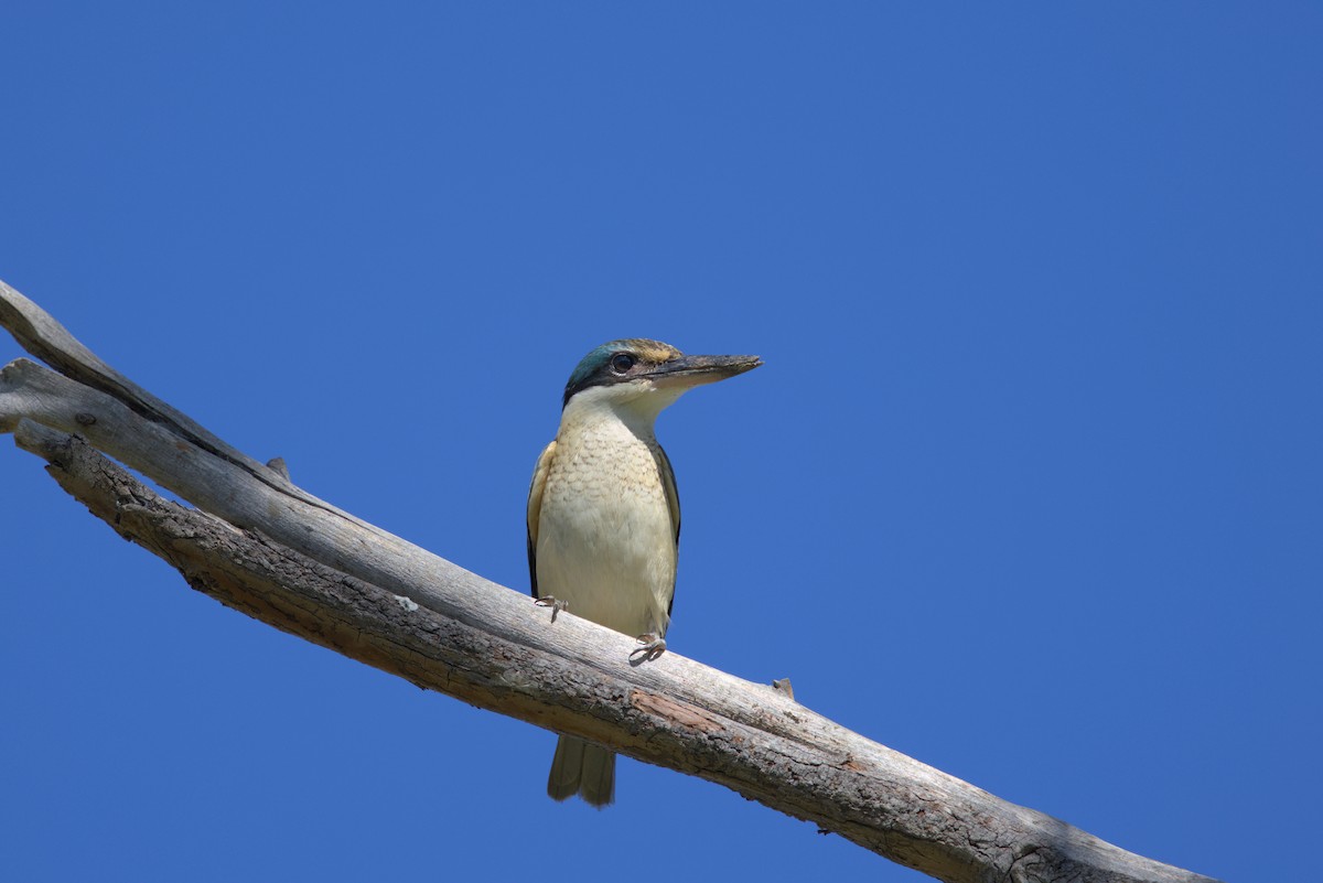 Sacred Kingfisher - ML636436745
