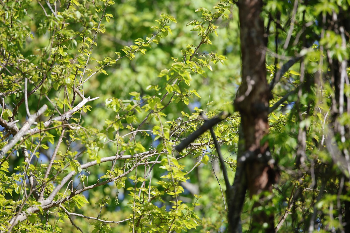 Blue-headed Vireo - ML636436766
