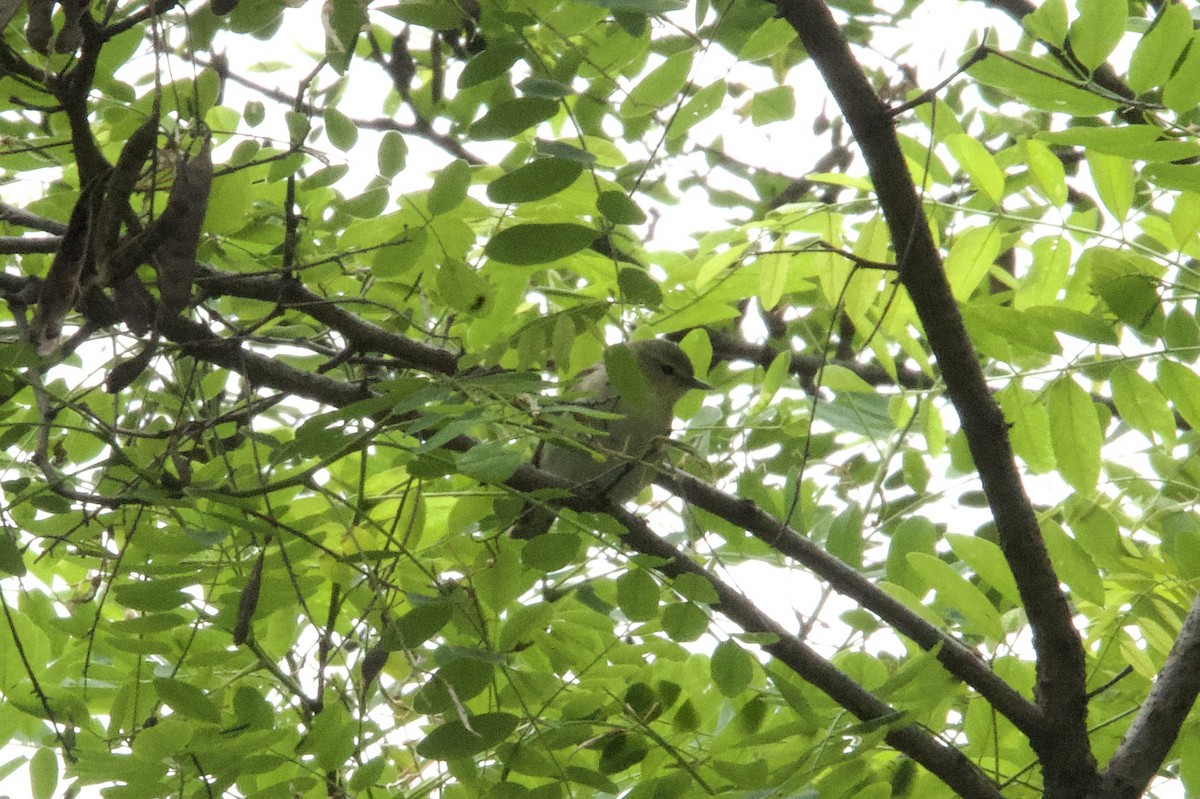 sangvireo - ML636436777