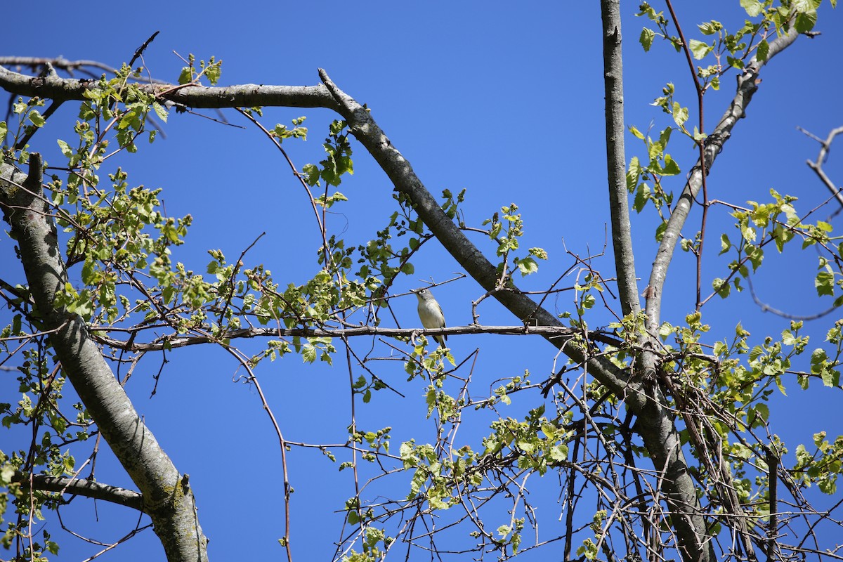 Blue-headed Vireo - ML636436781