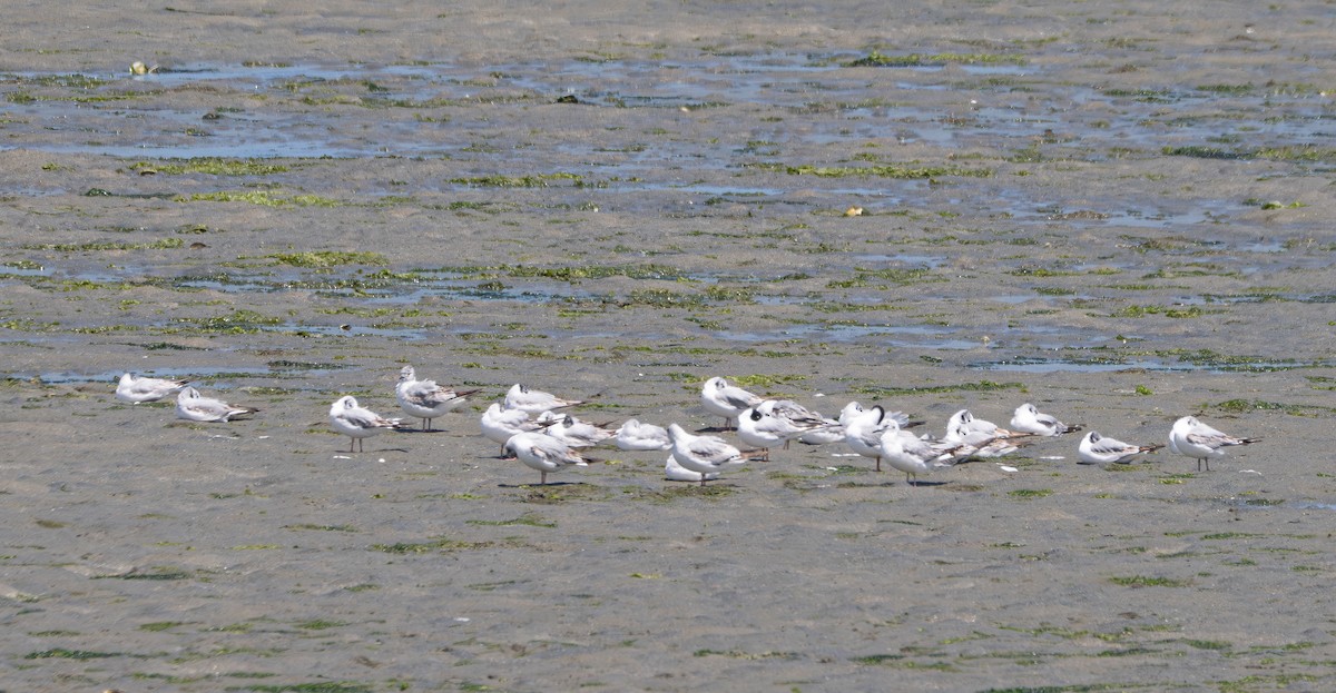 Bonaparte's Gull - ML636436821