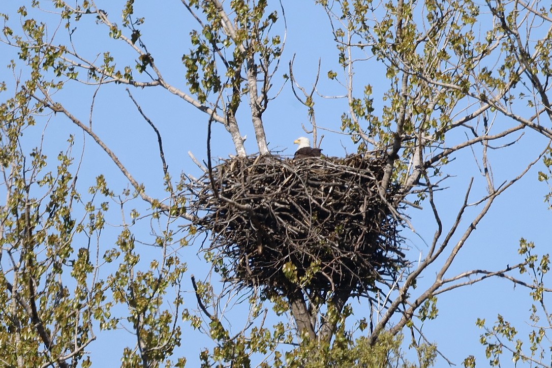 Bald Eagle - ML636436824