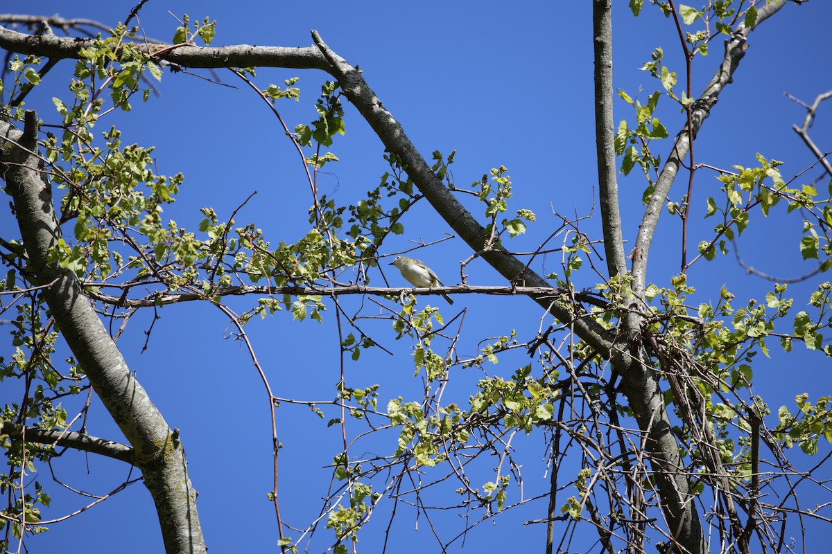 Blue-headed Vireo - ML636436837
