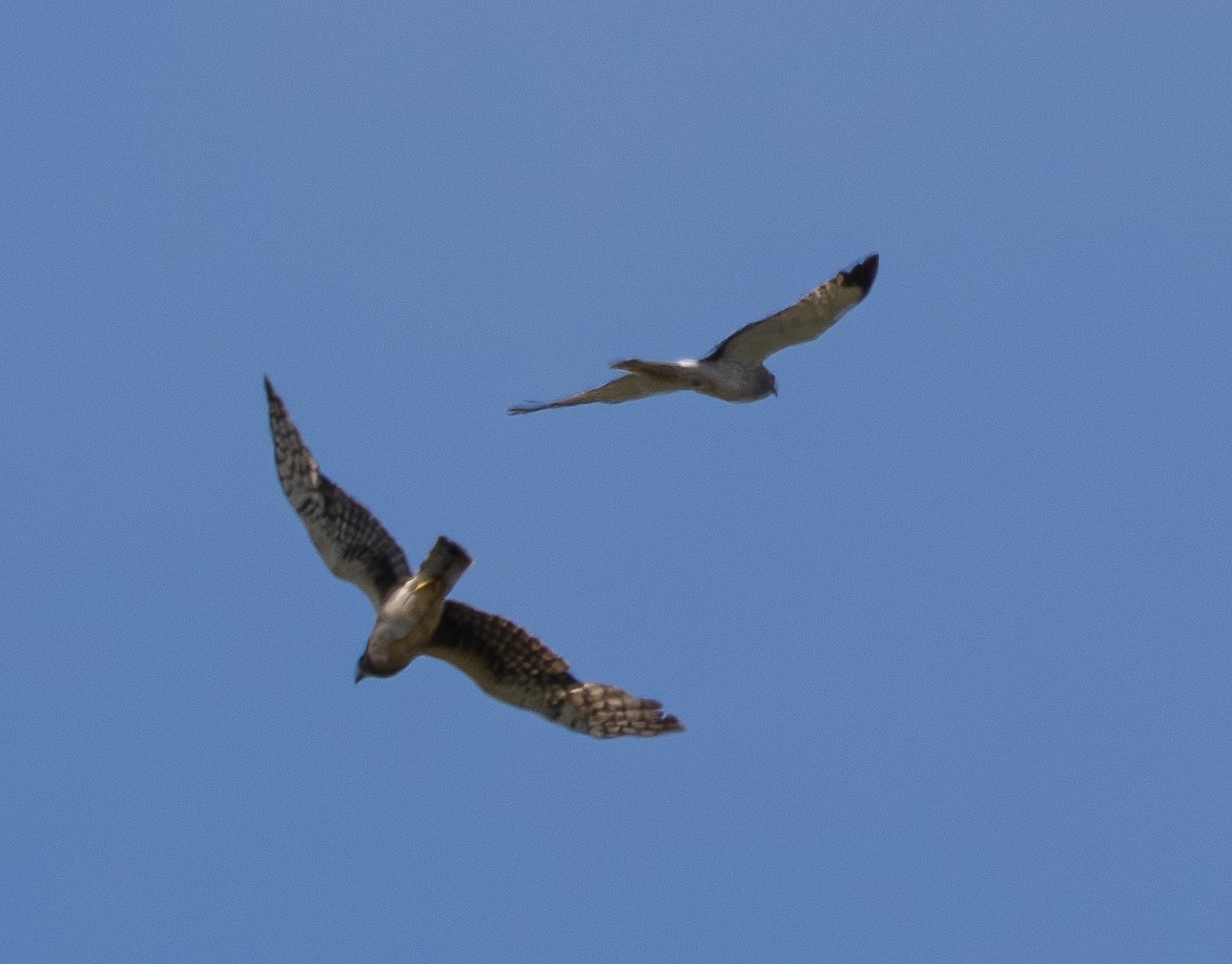 Northern Harrier - ML636436912