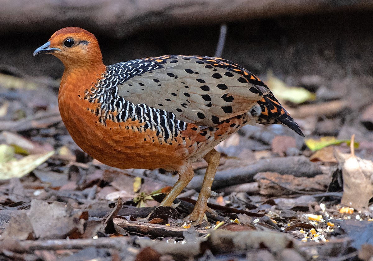 Ferruginous Partridge - ML636436959