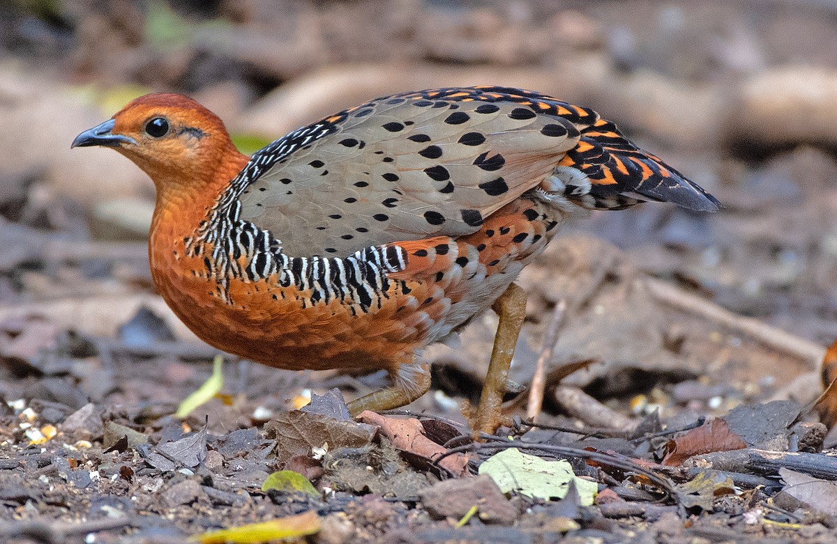 Ferruginous Partridge - ML636436960