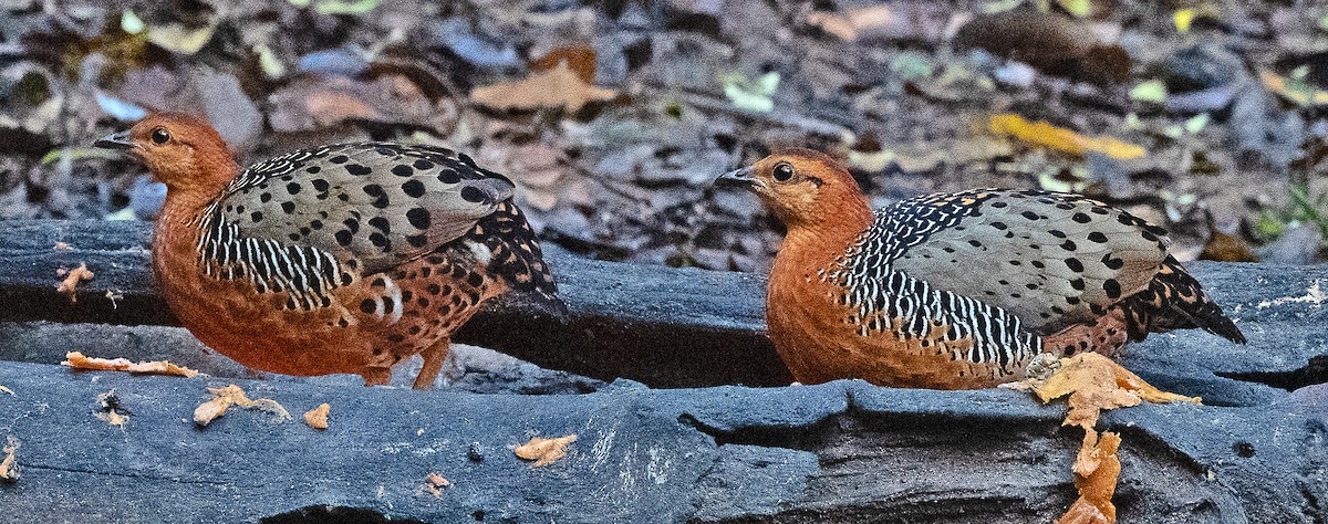 Ferruginous Partridge - ML636436961