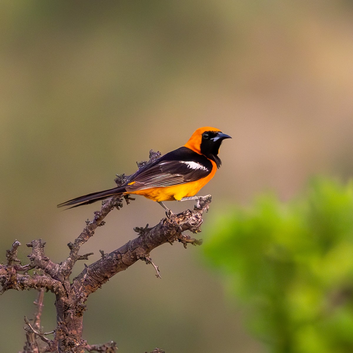 Hooded Oriole - ML636437044