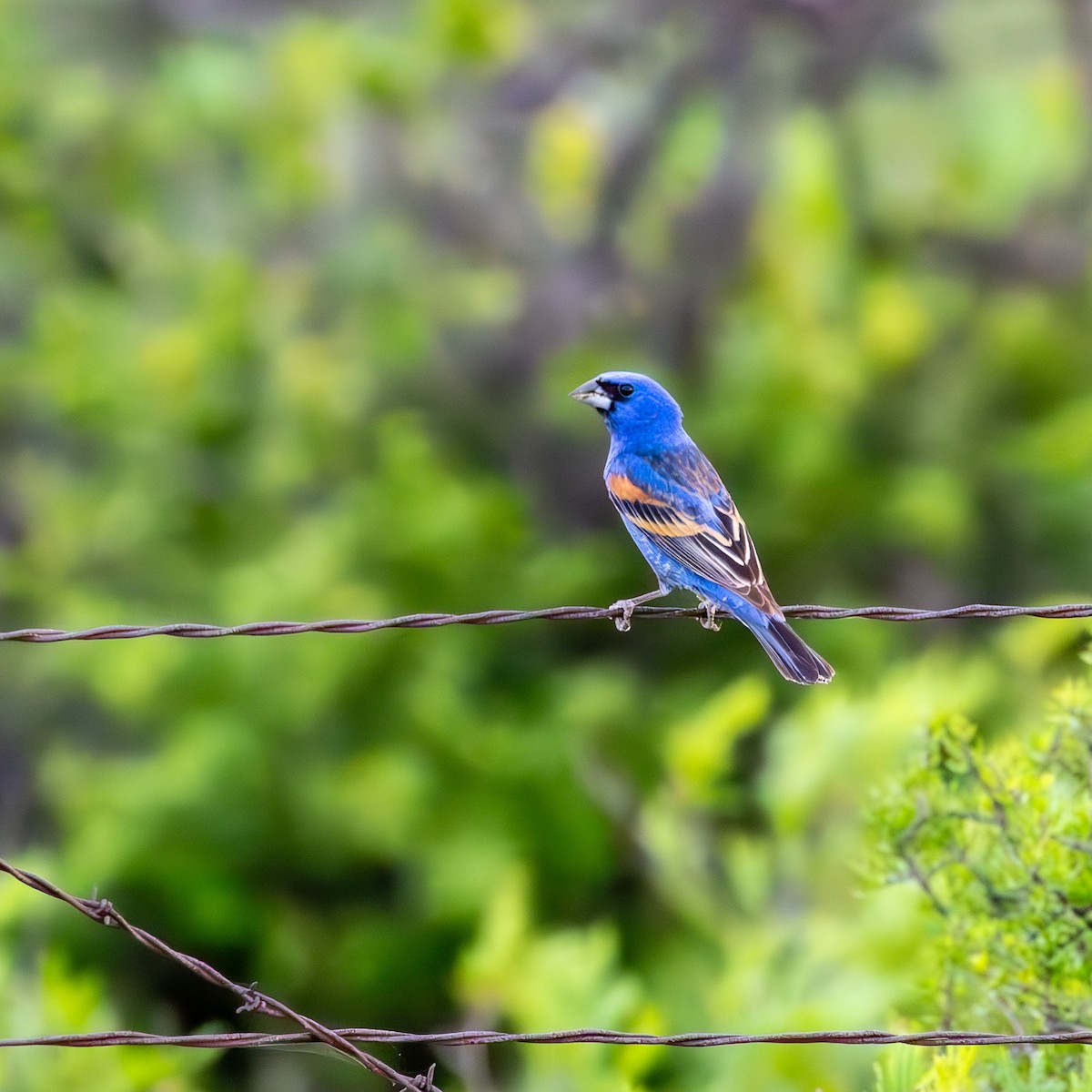 Blue Grosbeak - ML636437065