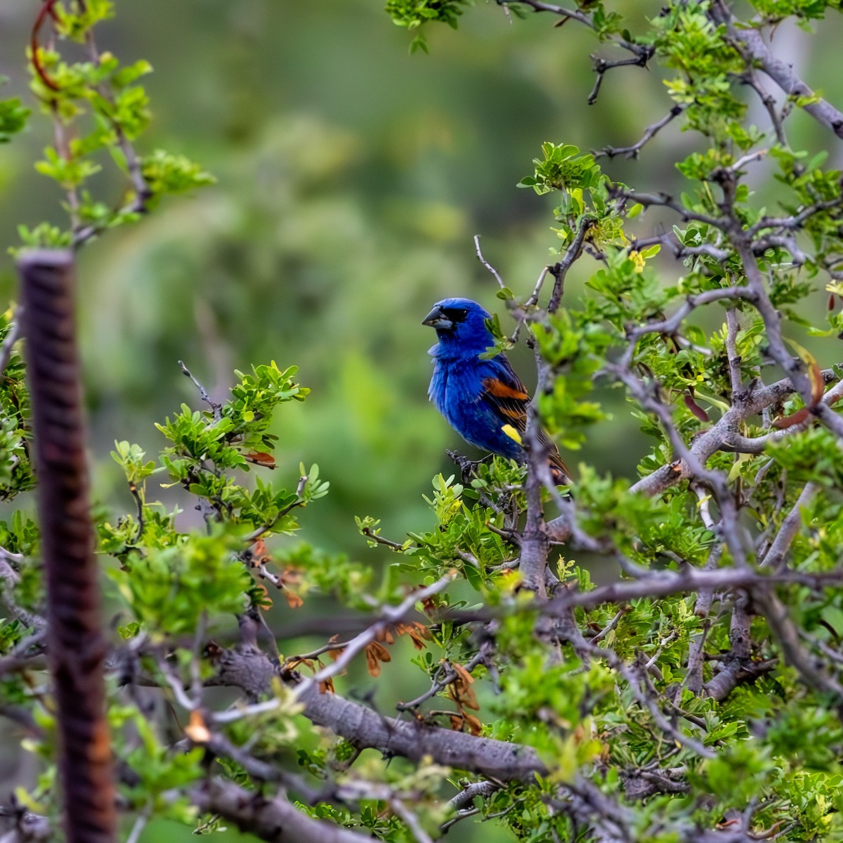 Blue Grosbeak - ML636437067