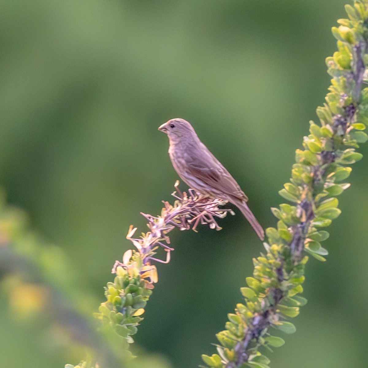 House Finch - ML636437083