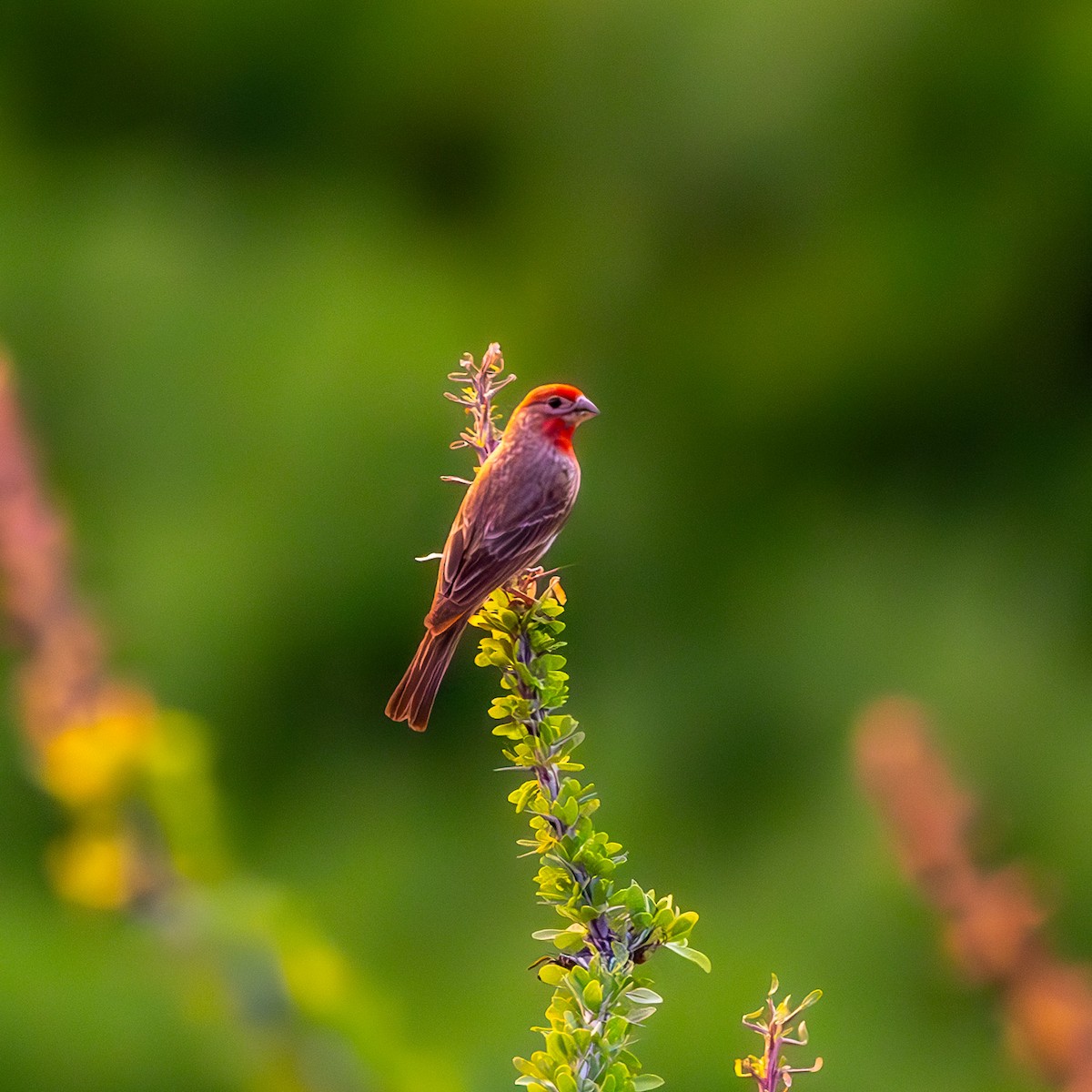 House Finch - ML636437084