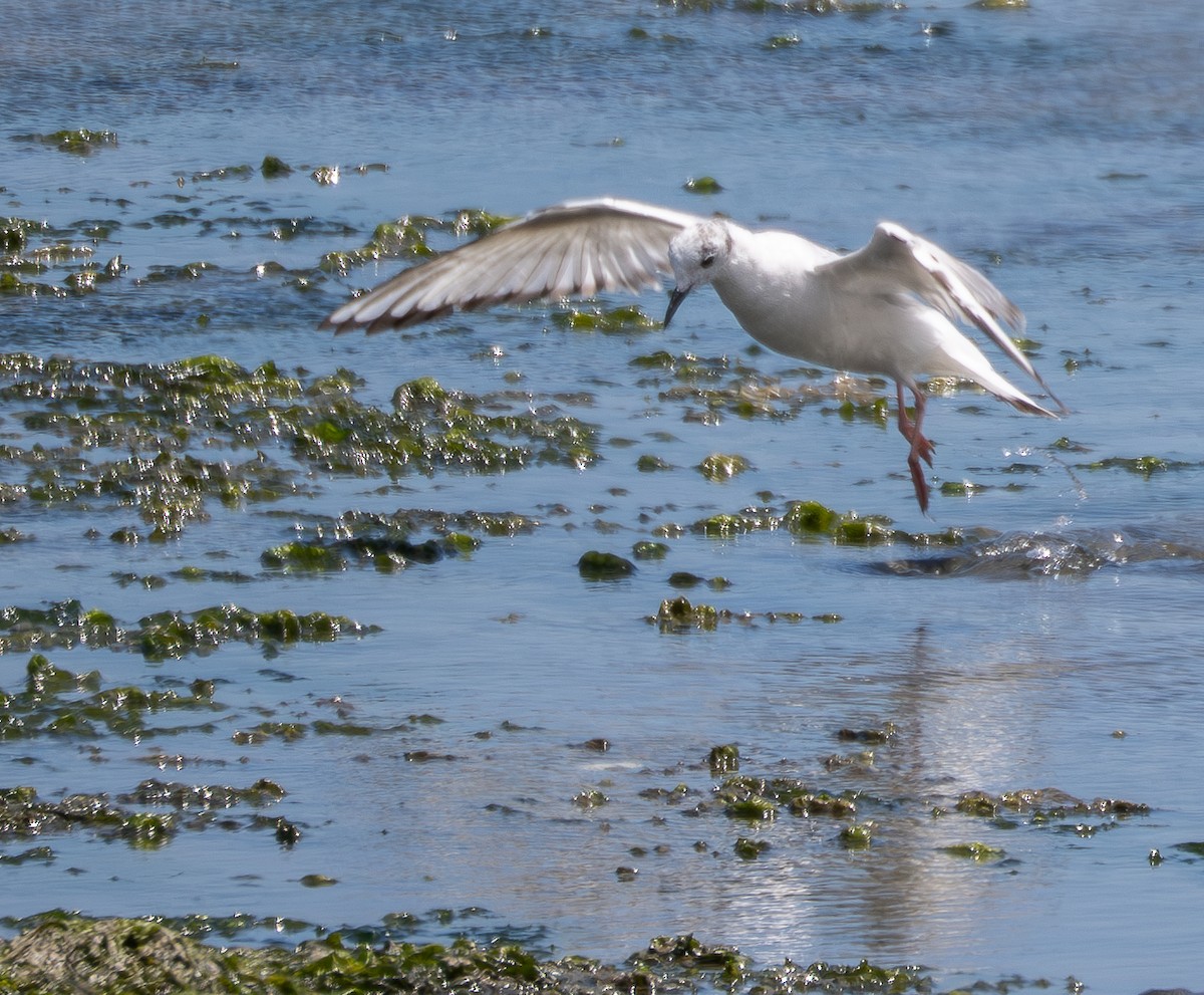 Bonaparte's Gull - ML636437105